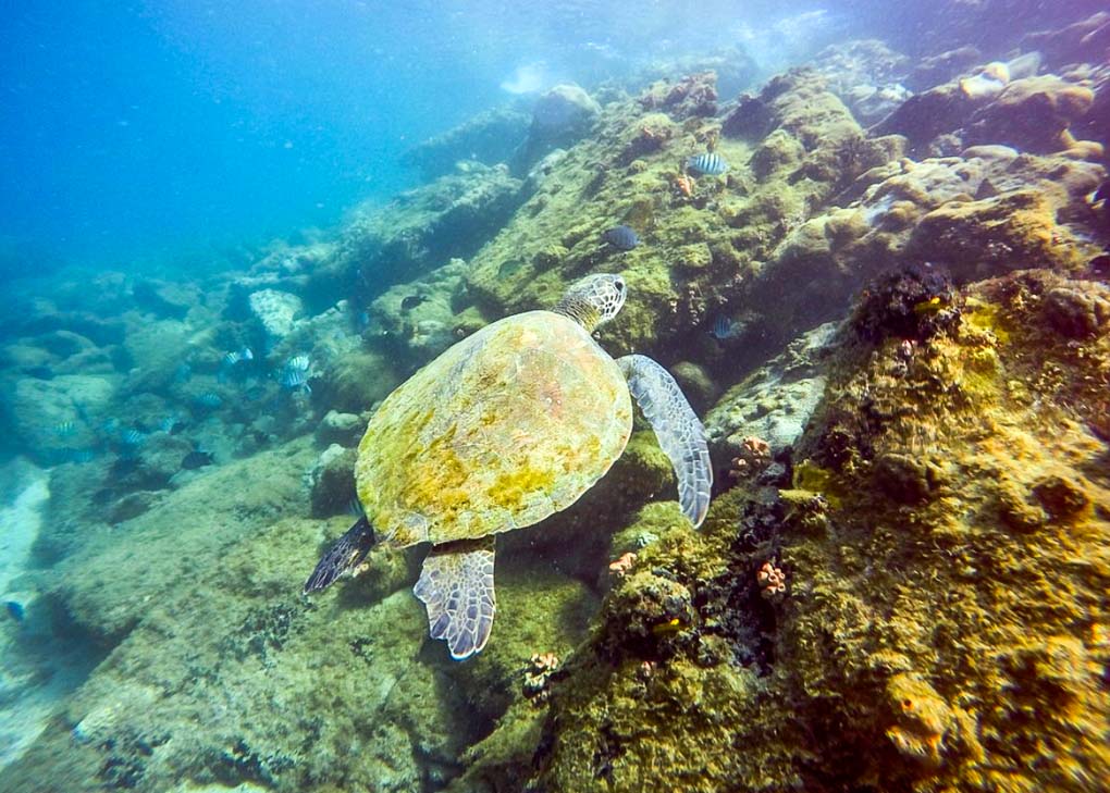 A turtle swims through the water on Ilha Grande Brazil on a scuba diving tour