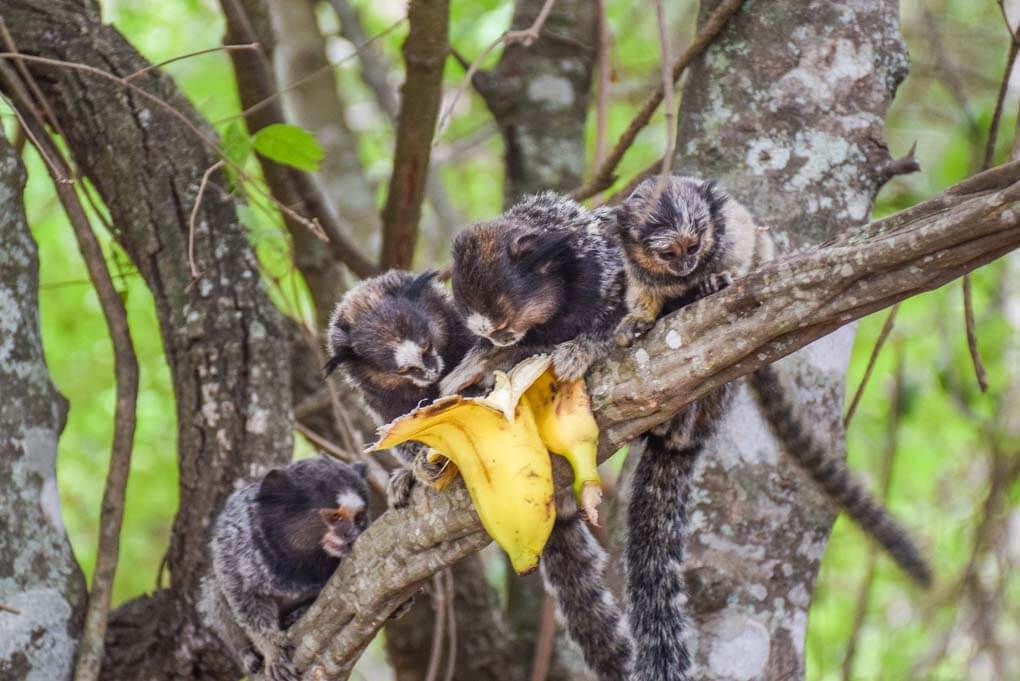 Monkeys eat in Chapada Diamantina National Park, Brazil