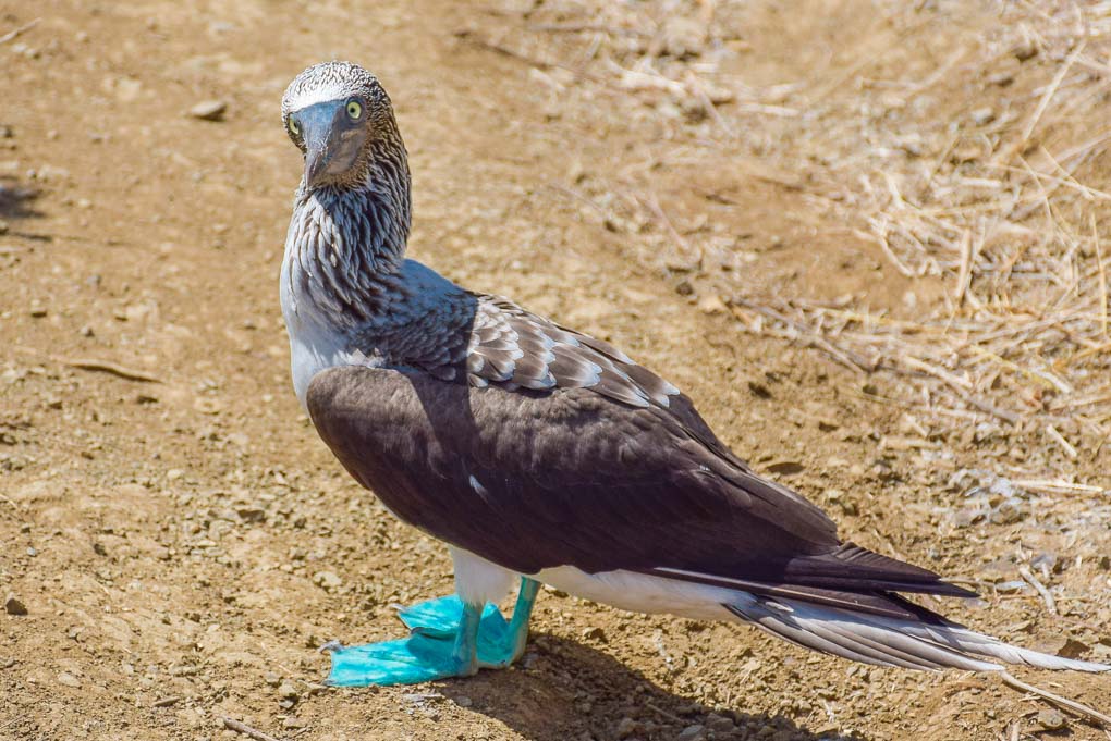 A Blue-footed Booby looks at the camera on Isla de la Plata, Ecuador
