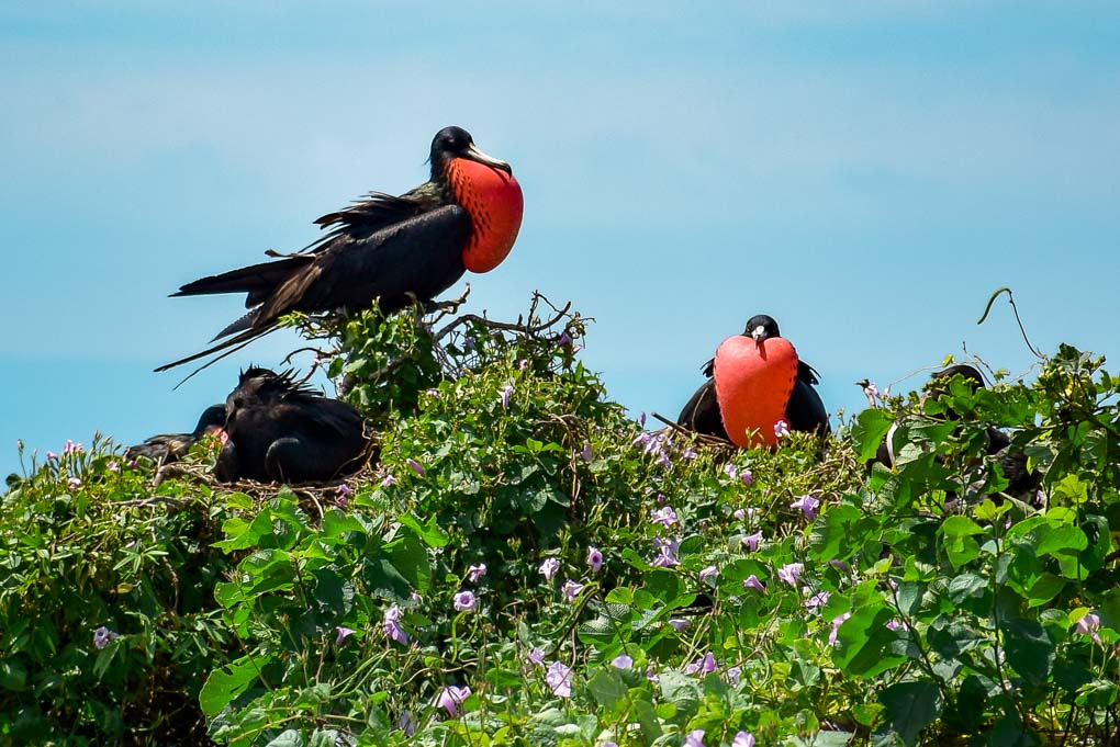 Male Frigatebirds puff up their chests on Isla de la Plata, Ecuador