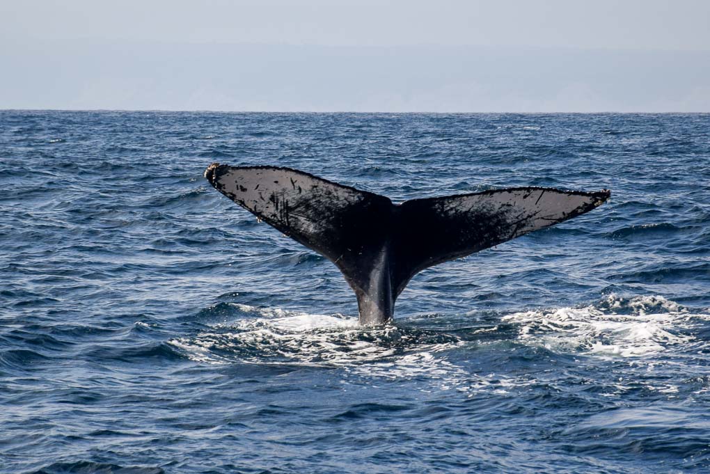The tale of a humpback whale breaches the waters off the poor mans Galapagos