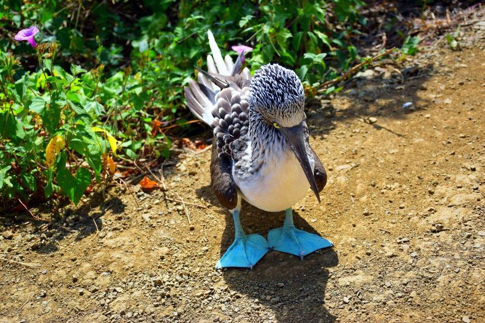 isla de la plata tours let you see blue footed boobies up close in the wildlife