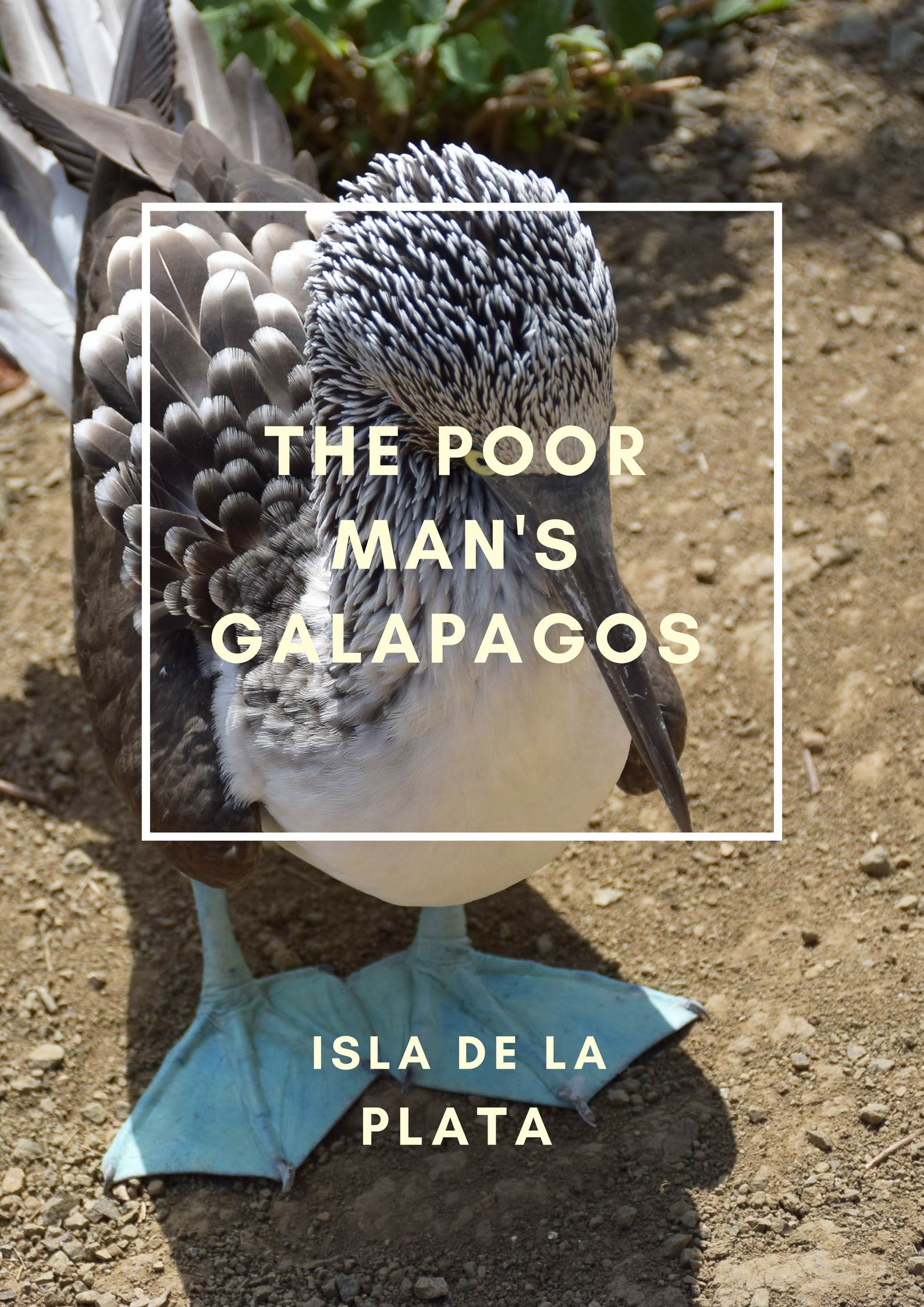 poor man's galapagos pin image