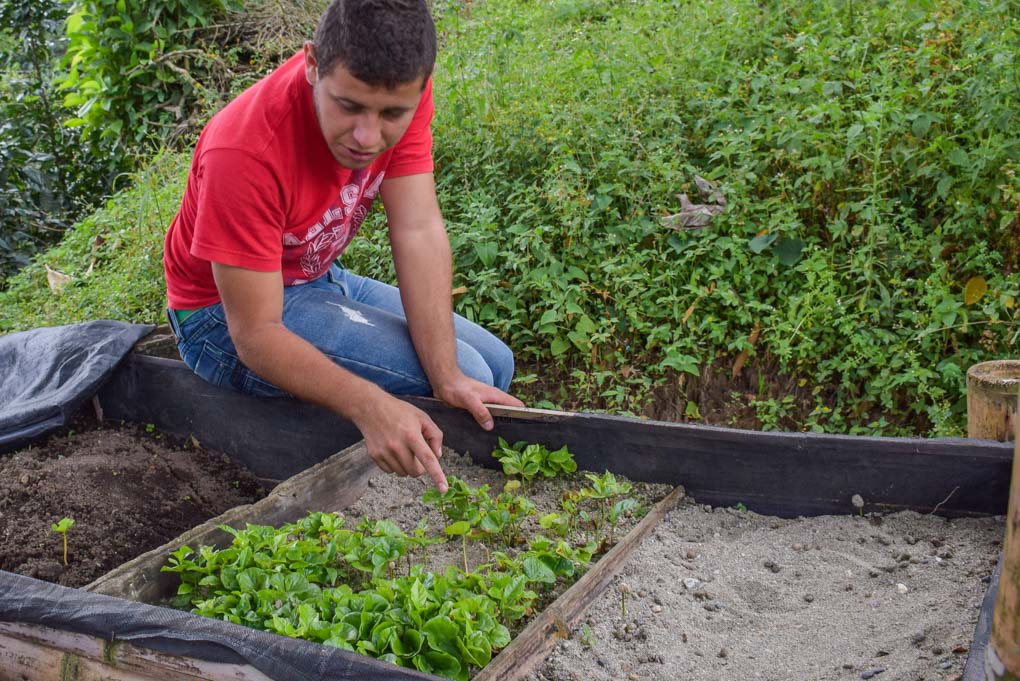 A man looks at small coffee plants before planting them in Ataco, El Salvador