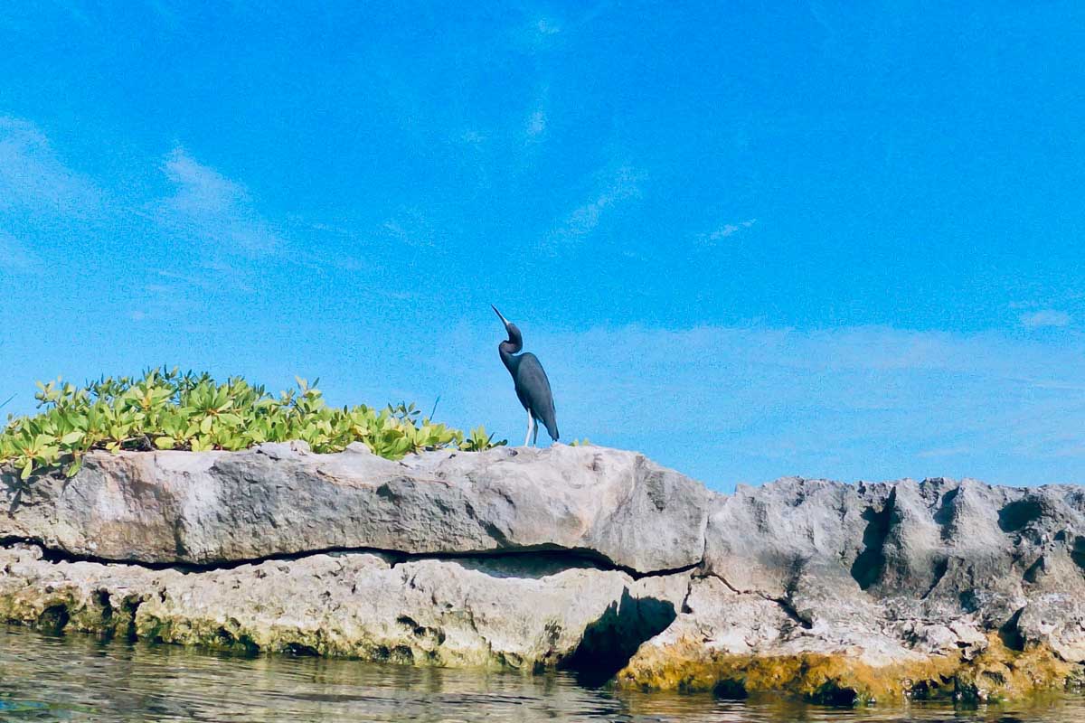 A bird in Yal-Ku Lagoon, Mexico