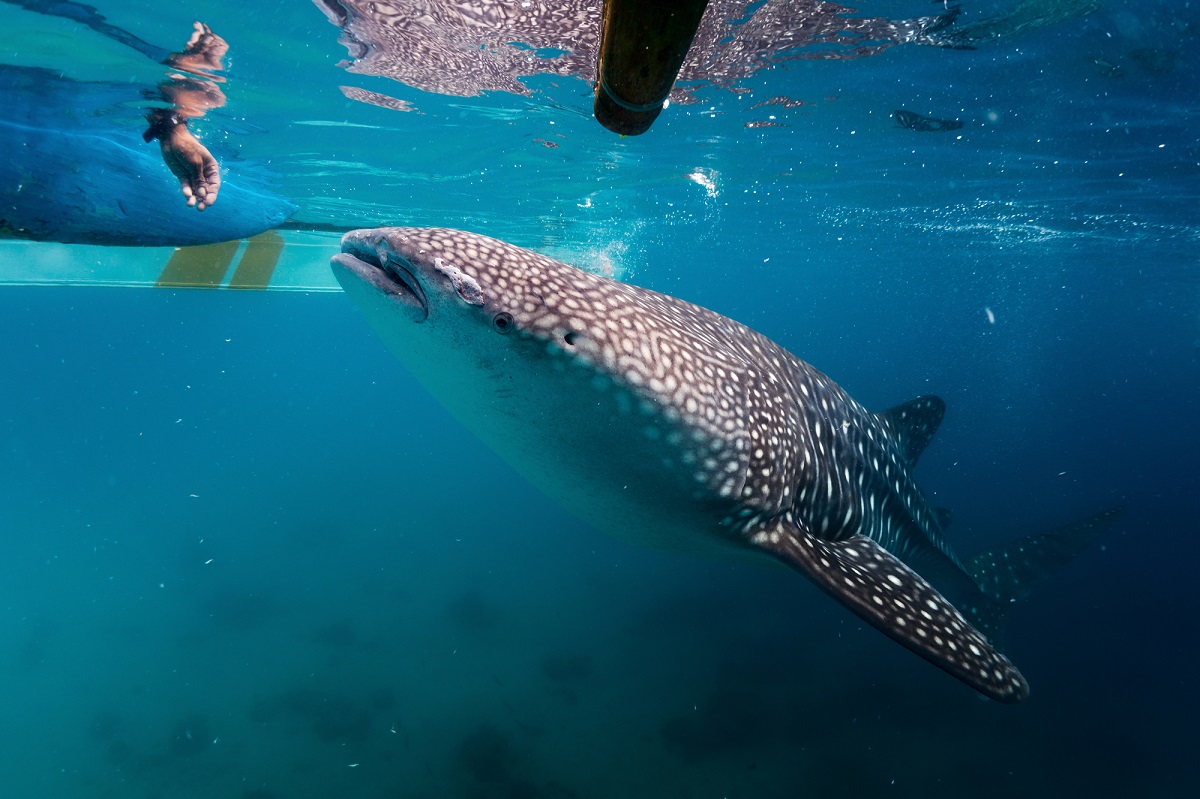 persons hand with whale shark in Tulum, Mexico
