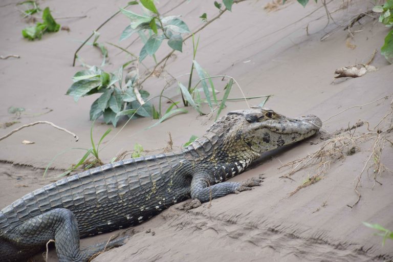 The amazon in Peru puerto maldonado