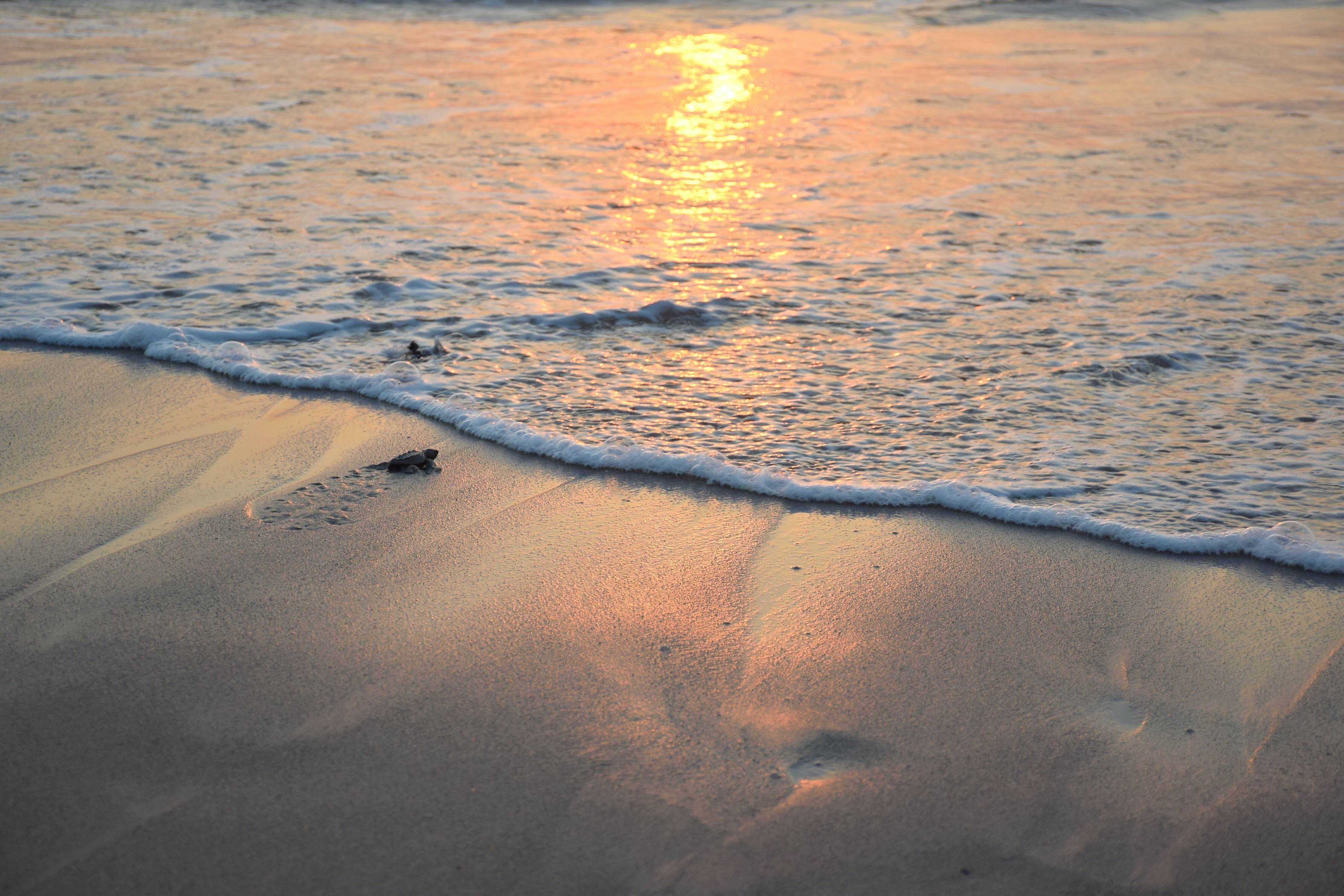 Turtles are an amazing thing to do in Puerta Vallarta