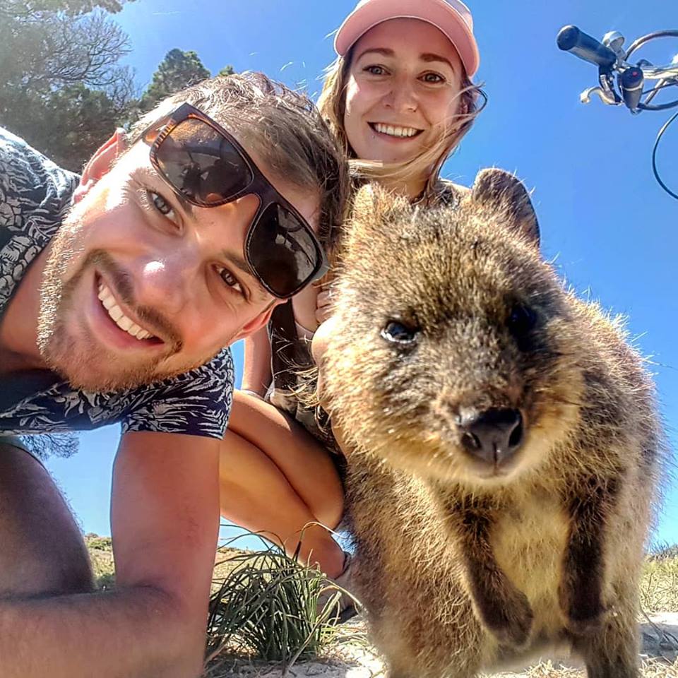 quokka on rottnest island day trip