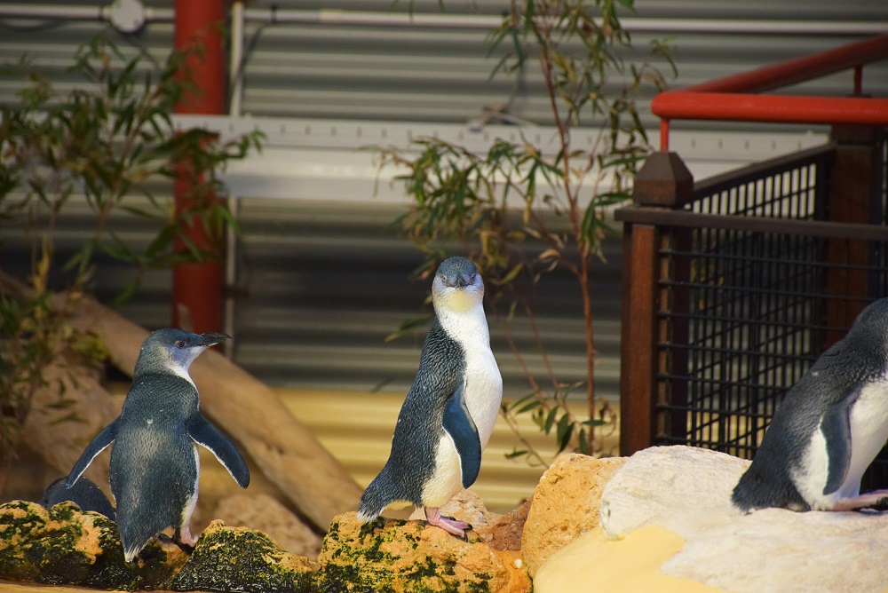 The Penguins on Penguin Island Perth