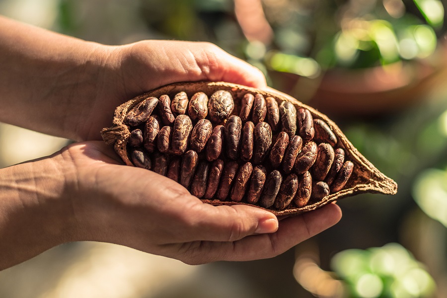 cocoa beans are grown near salento colombia