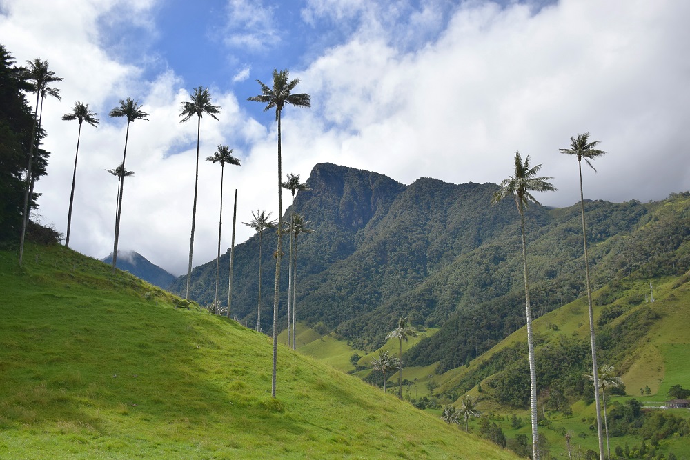 The wax palms in the Valle de Cocora near Salento