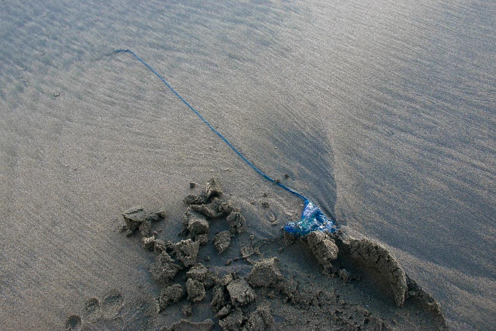 A blue bottle stinger at Bethells Beach