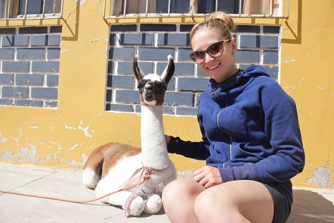 llamas in peru