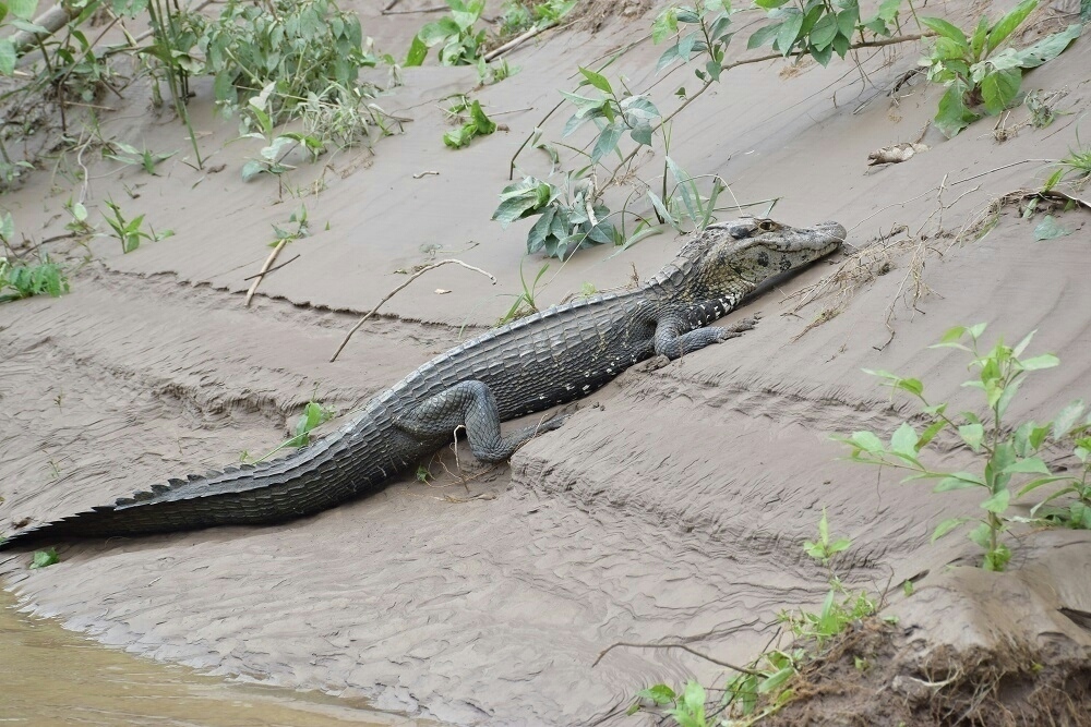 puerto maldonado amazon jungle