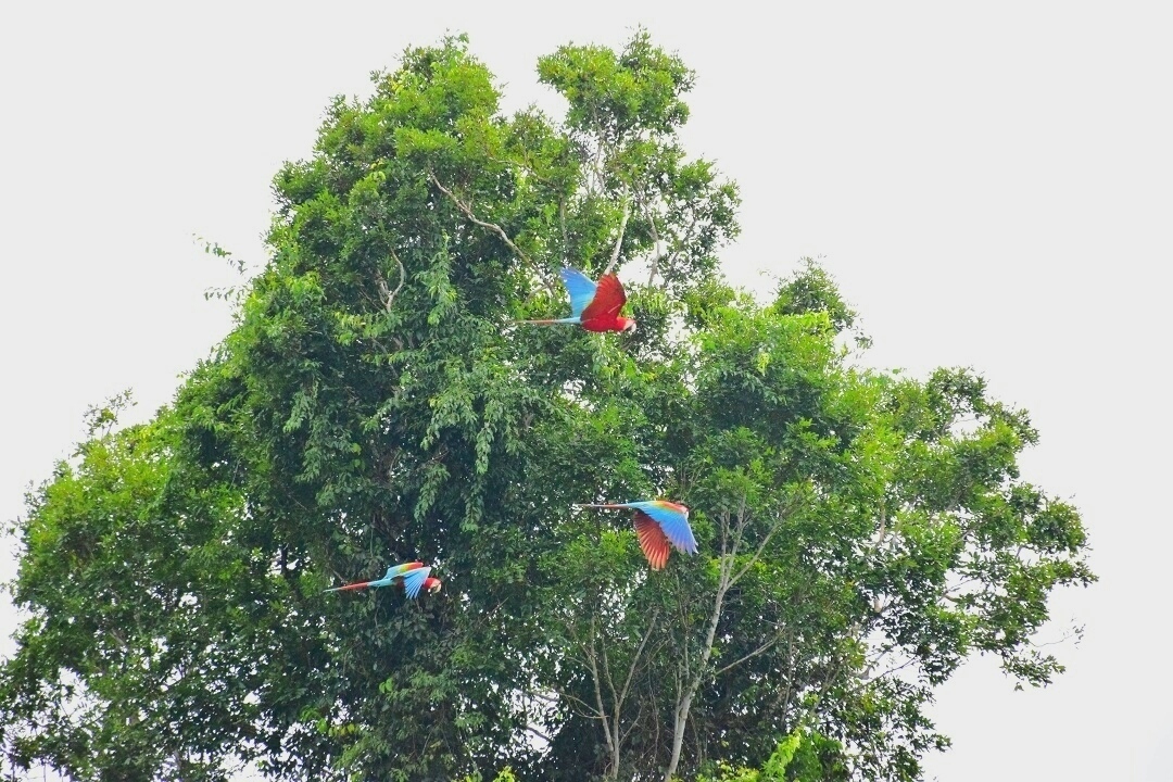 Macaws near puerto maldonado
