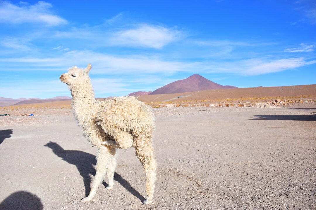 A Llama poses for a photo near the Salt Flats in Bolivia