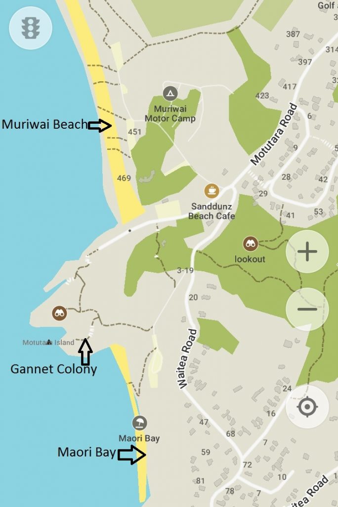 auckland to muriwai beach and maori bay