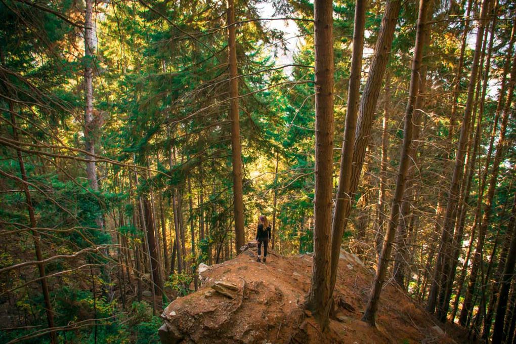 The Tiki Trail before the Ben Lomond Track