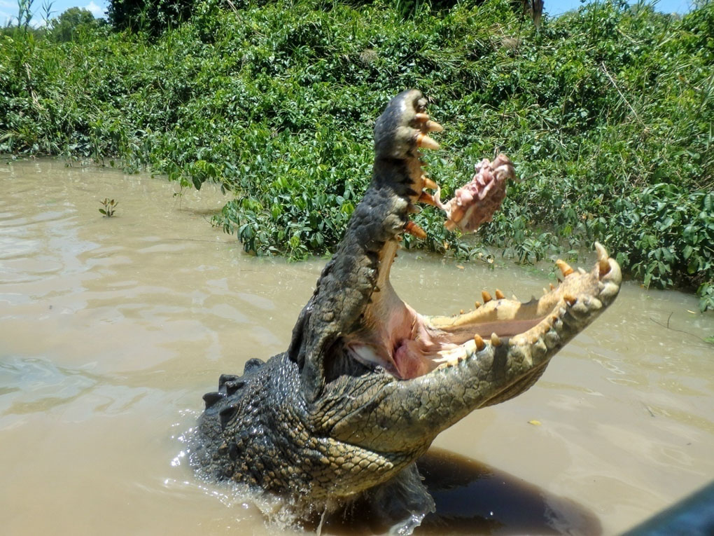 A crocodile takes some meat on a jumping crocodile cruise in Darwin, Australia