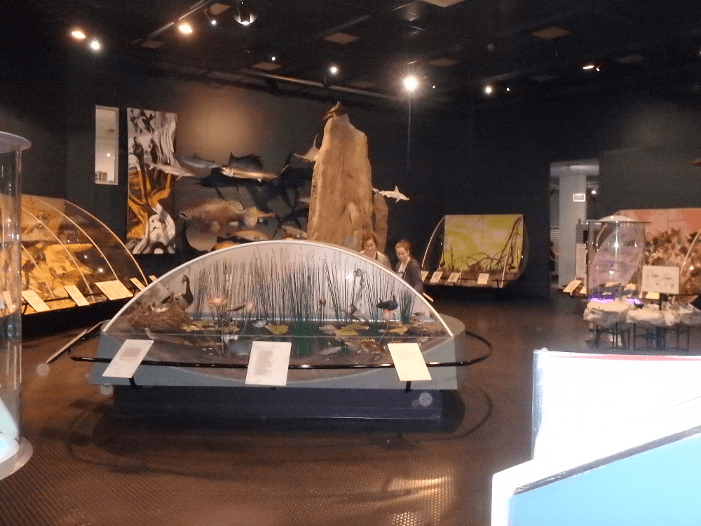 The Northern Territory Museum and Art Gallery