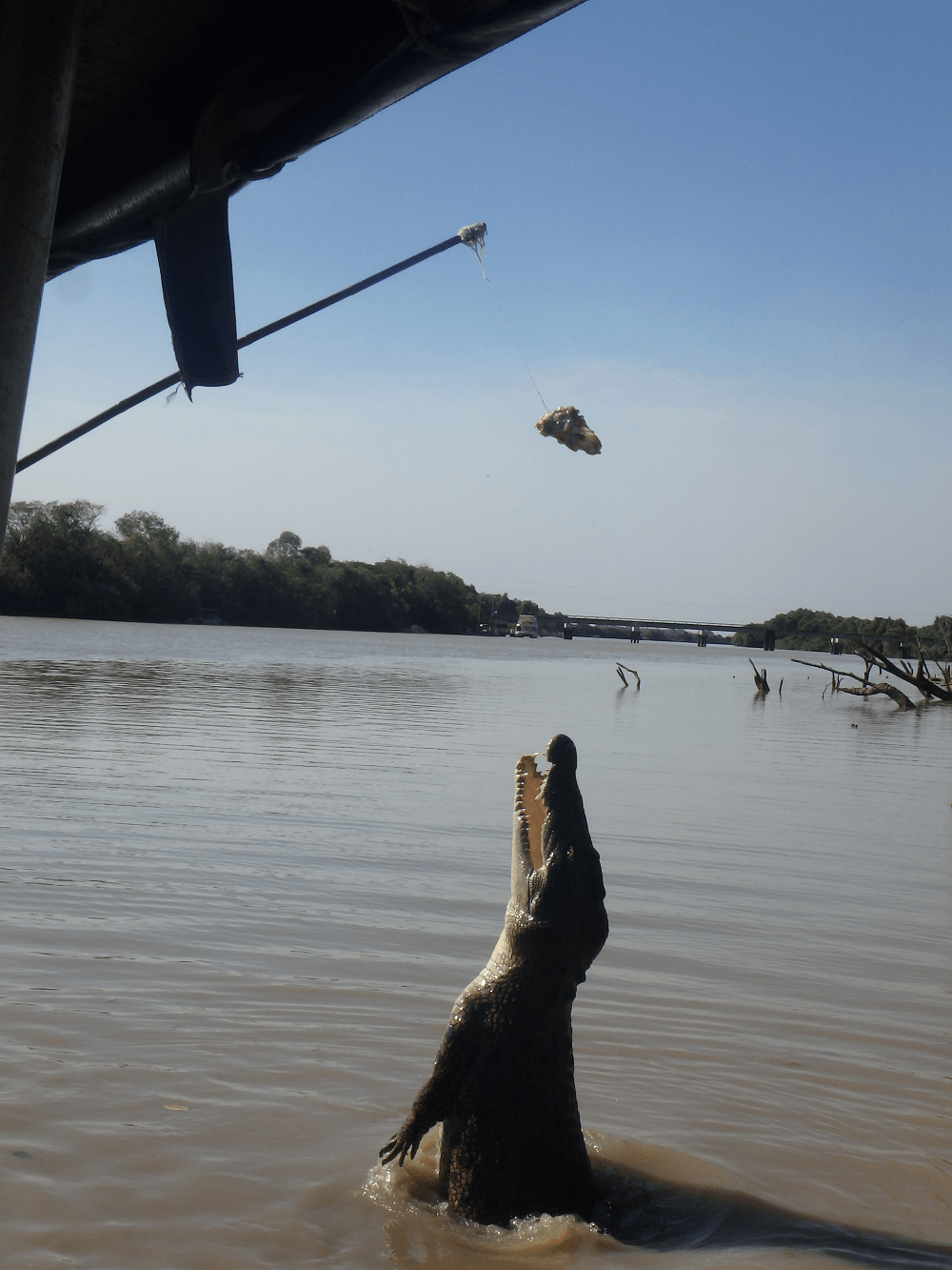 jumping crocodile curise in darwin is one of the cool things to do in darwin australia