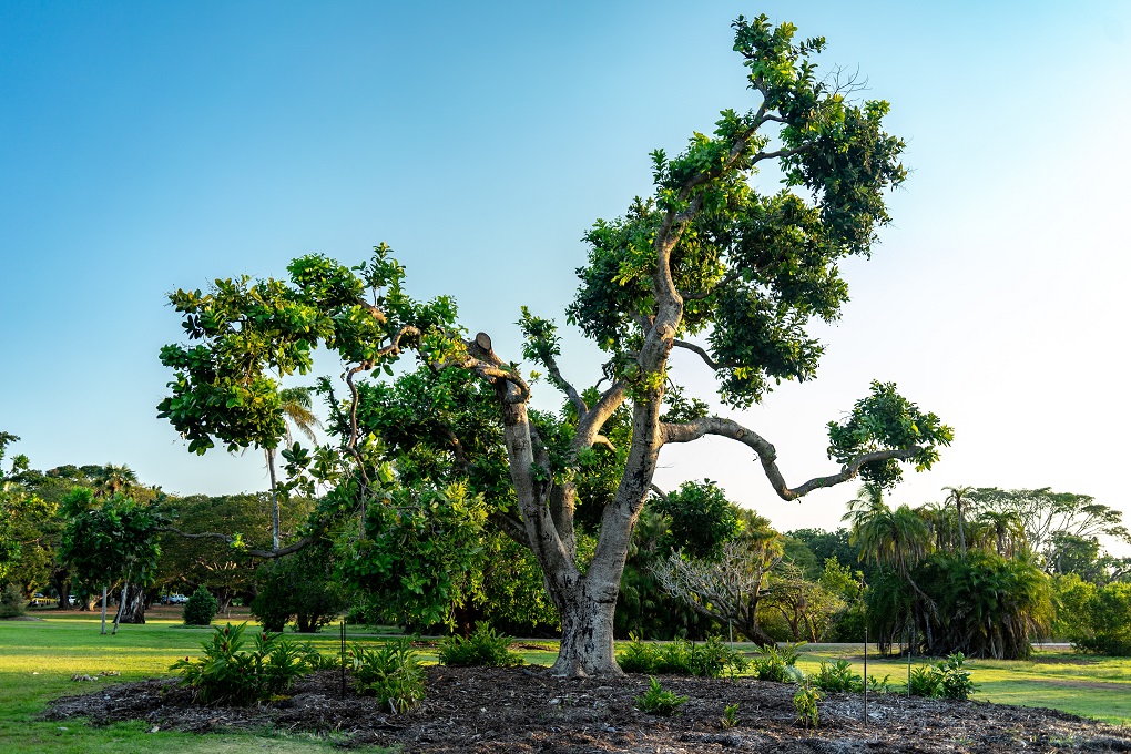 a tree in the darwin botanic garden