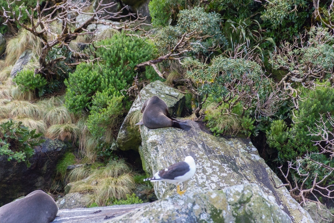 fur seals at milford