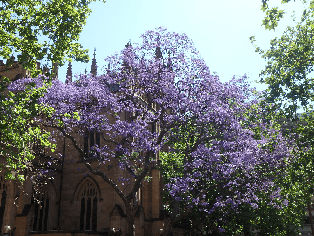 beautiful churches in sydney