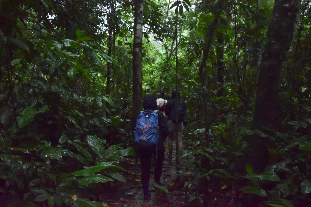 Walking through the Puerto Maldonado amazon