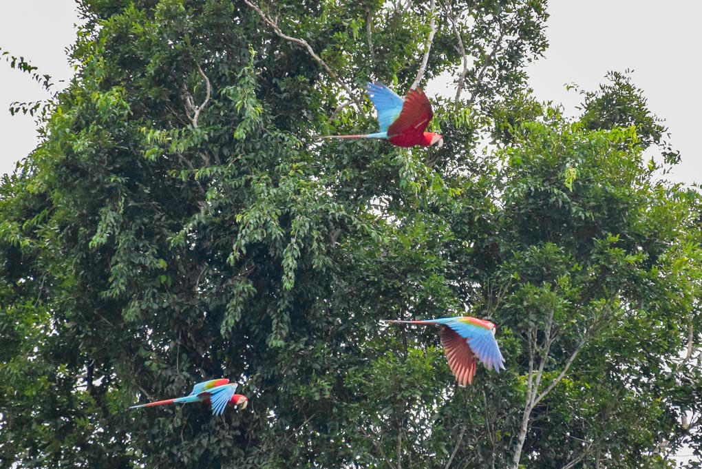 Macaws flying towards the clay wall in Puerto Maldonado