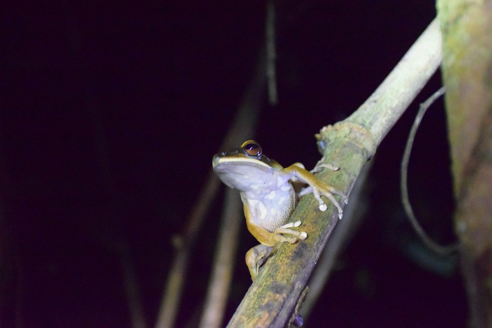 A frog in the Amazon jungle on our night tour near Puerto Maldonado
