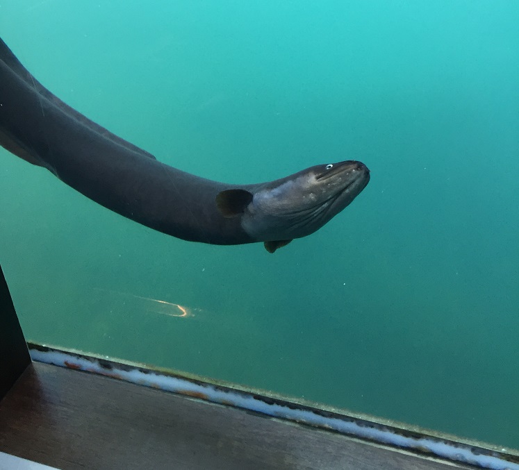 An eel up against the glass in the Underwater Observatory in Queenstown