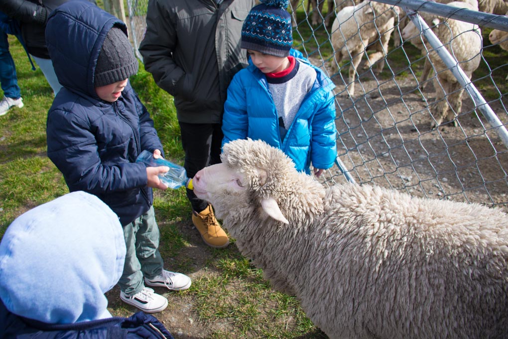 A young boy feeds a sheep at the Mt Nichlas Station, Queesntown