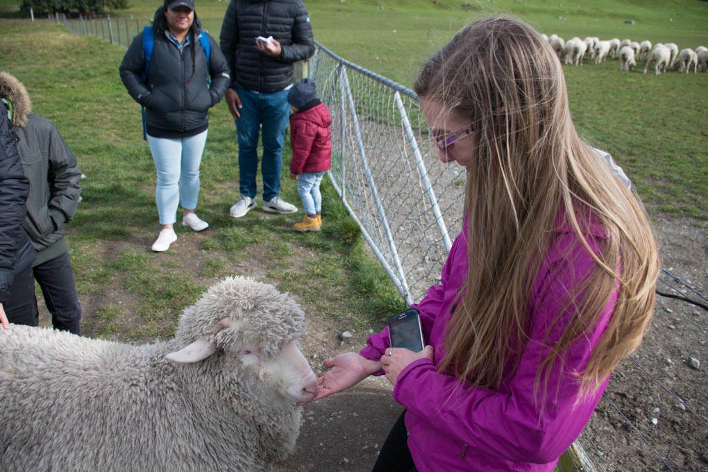 Bailey feeds a sheep on the Mt Nicholas Farm