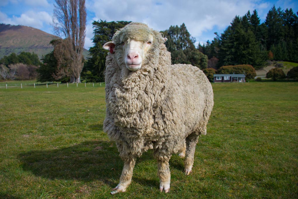A Moreno Sheep poses for a photo at the Mt Nicholas Station near Queenstown