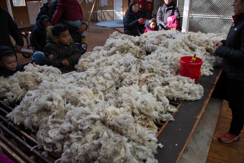 Moreno Wool in the sheering shed at Mt Nicholas 