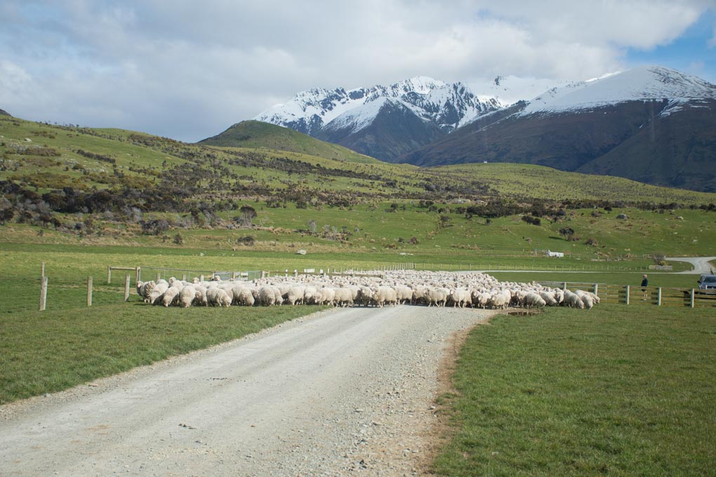 the sheep getting herded towards us at the Mt Nicholas Station