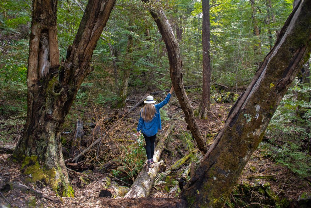 walking along the mt critchon loop track