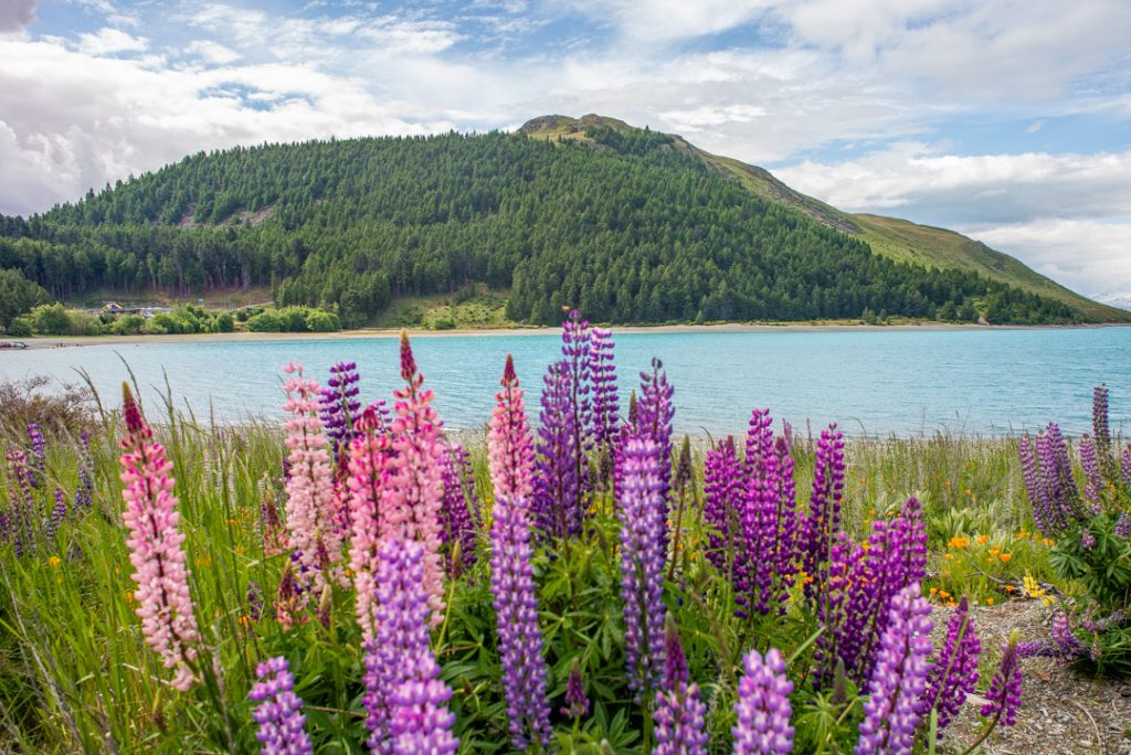 Lupins at Lake Tekapo
