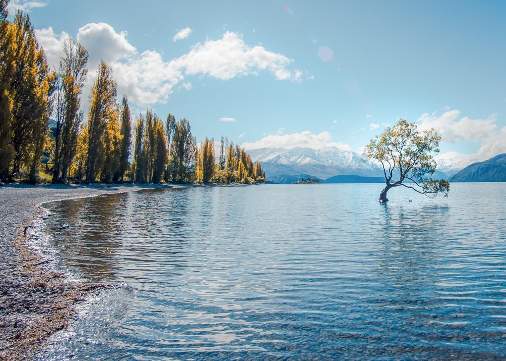 The Wanaka Tree on a sunny day in wanaka