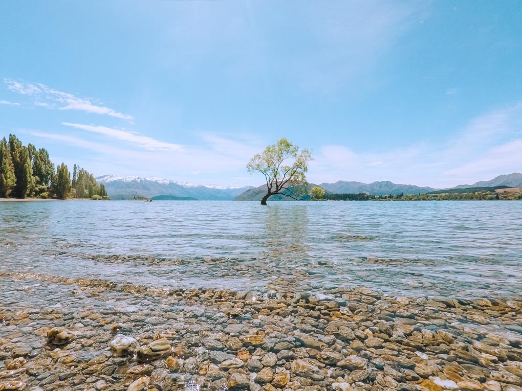 The Wanaka Tree on a sunny day taken from the rocky shores of Lake Wanaka