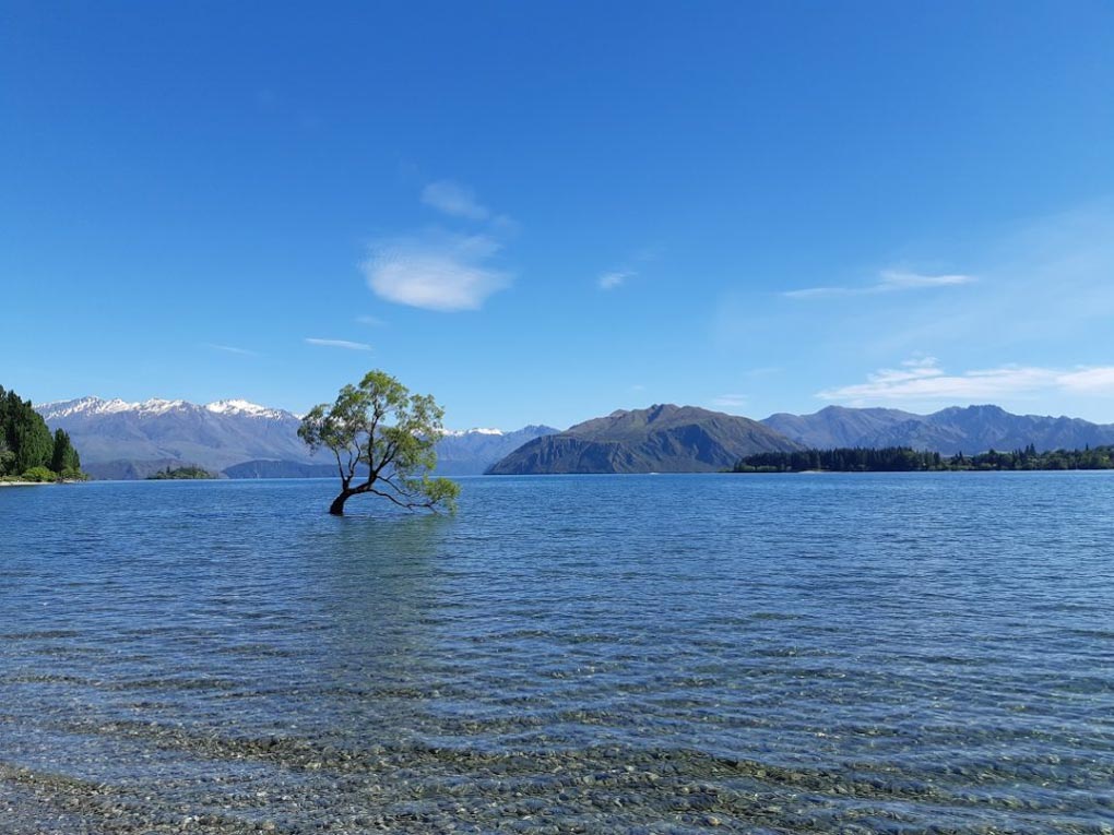view of the Wanaka Tree in Wanaka