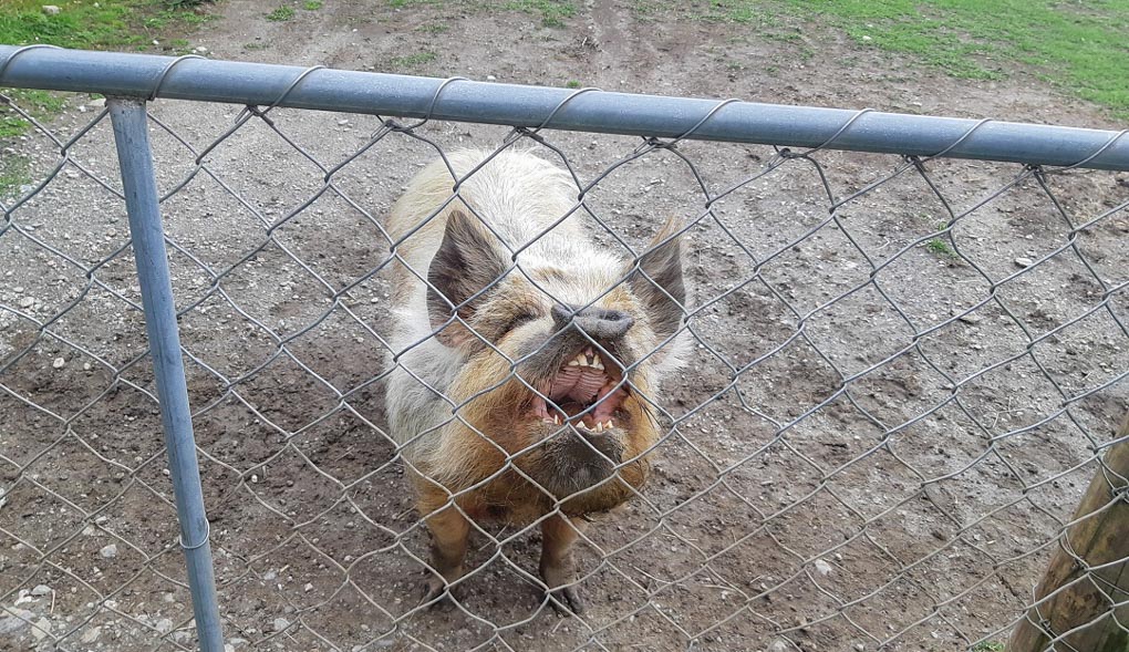 pig at the glenorchy farm asking for food