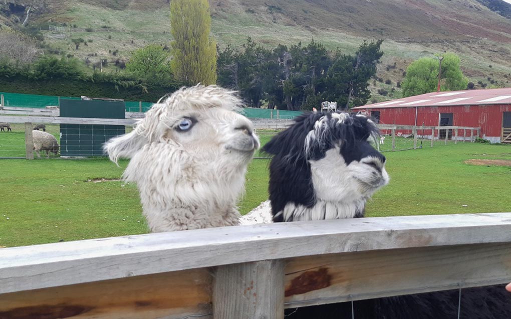 lamas and alpacas at the Glenorchy Animal Farm