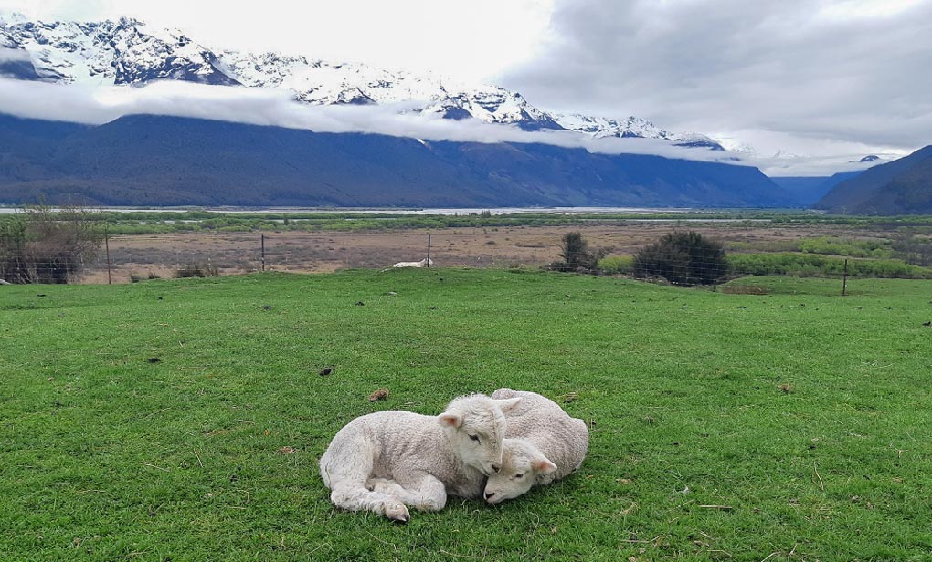 Two babay lambs cuddle at the Glenorchy Animal Experience