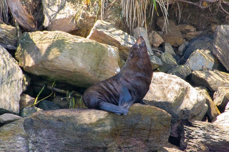 A seal in the Marlborough Sounds