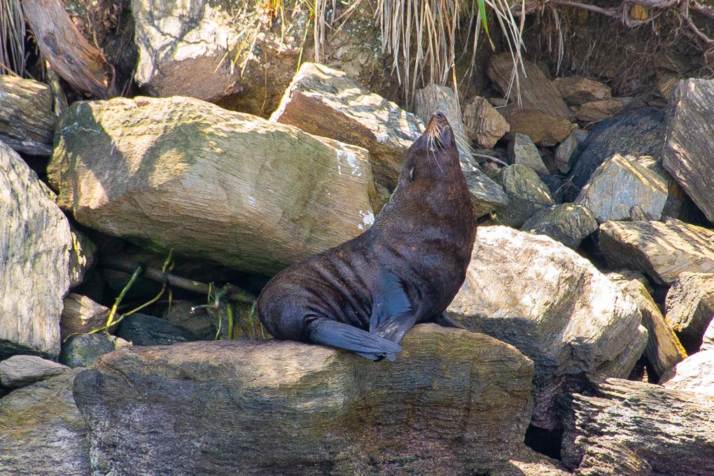 A seal in the Marlborough Sounds