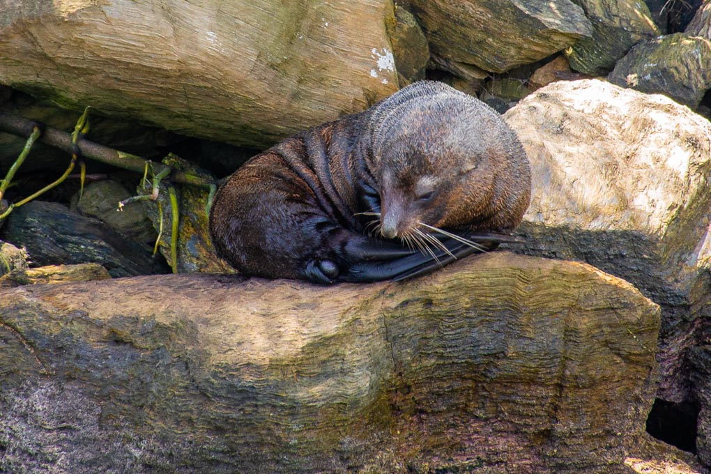 A New Zealand Fur Seal sleaps on a rock in the Marlborough Sounds, New Zealand