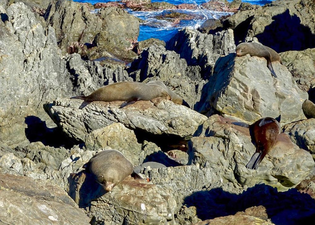 Seals at Red Rocks Walk, Wellington